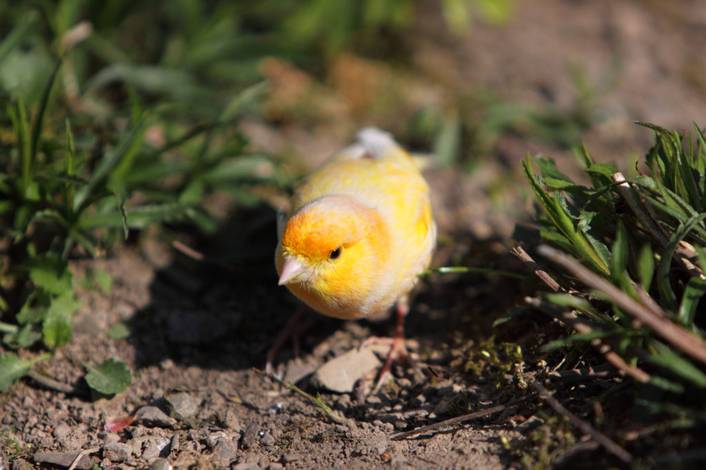 canari oiseau