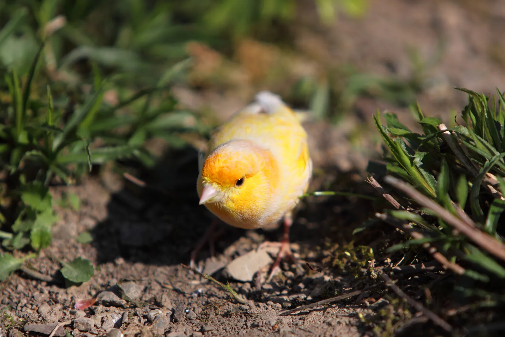 canari oiseau canari oiseau