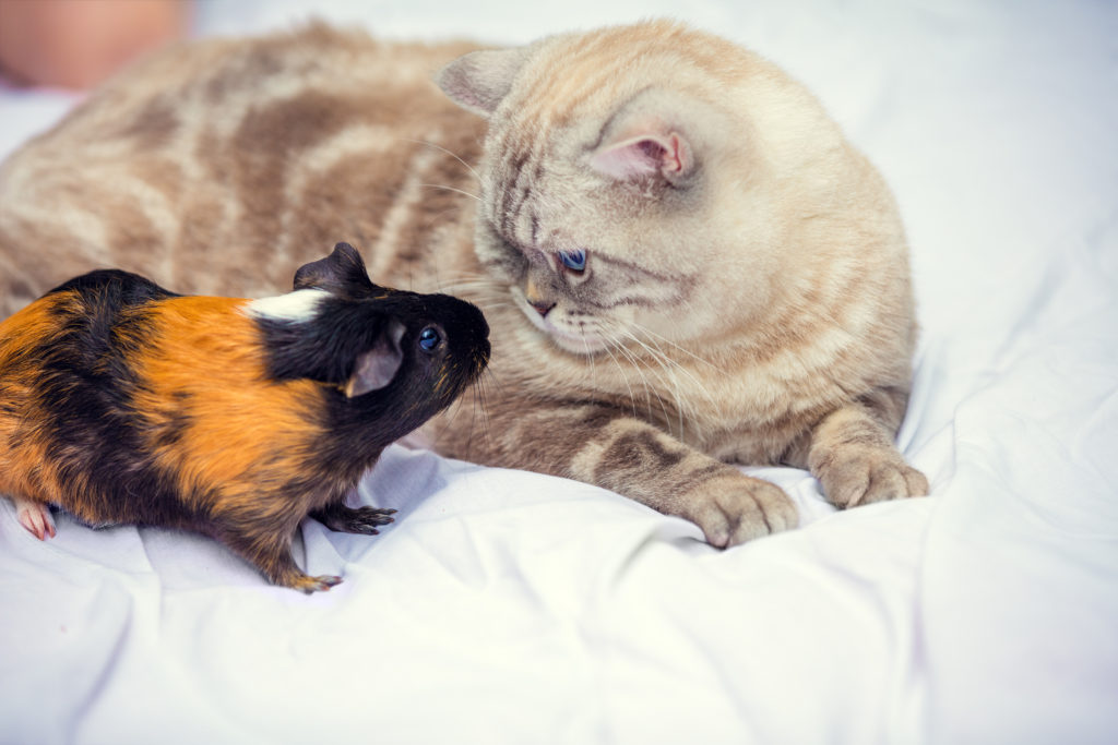 cohabitation entre chat et rongeur