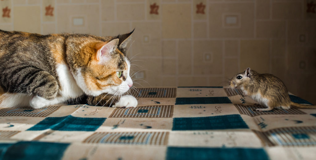 cohabitation entre chat et rongeur