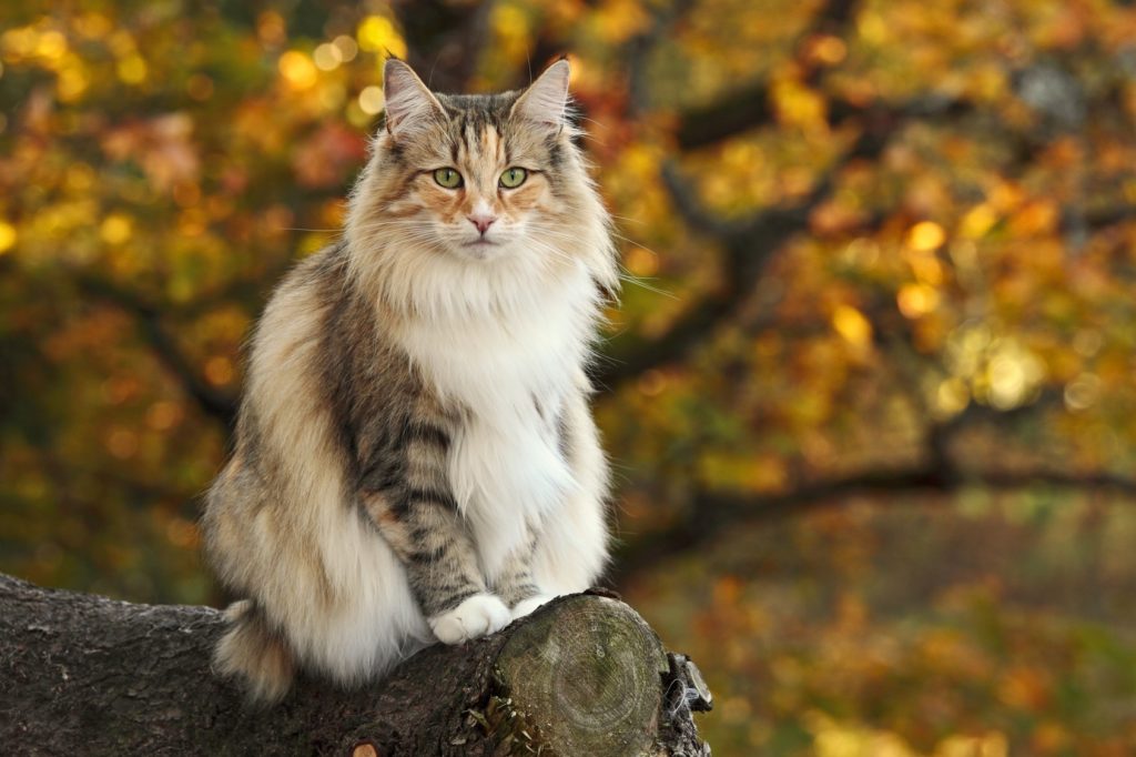 Chat Norvegien Origines Soins Caractere Magazine Zooplus Chat Norvegien Origines Soins Caractere Magazine Zooplus