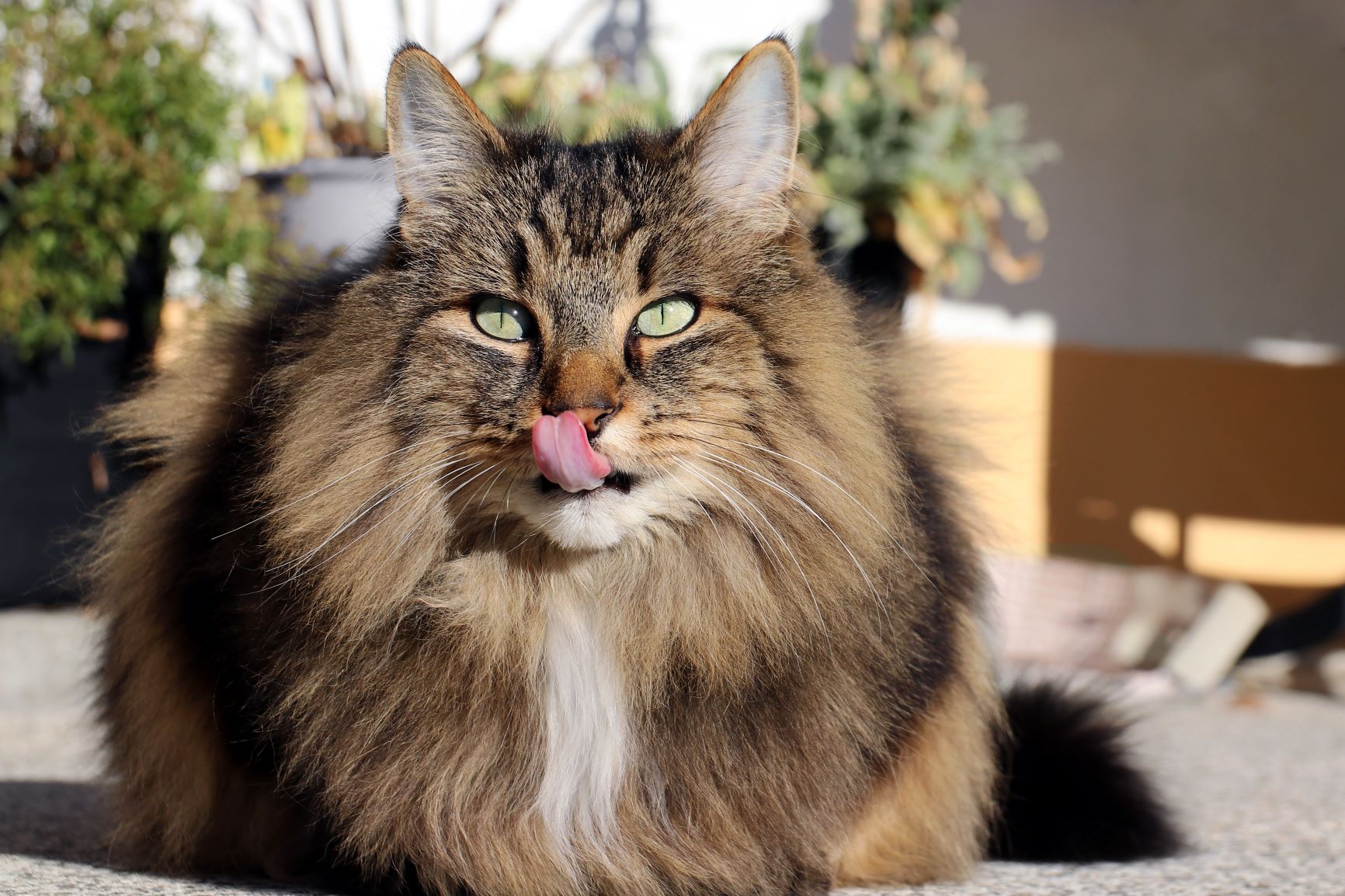 bannière avec un chat norvégien