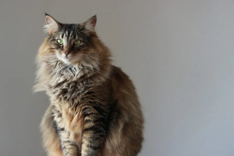 chat Norvégien chat Norvégien