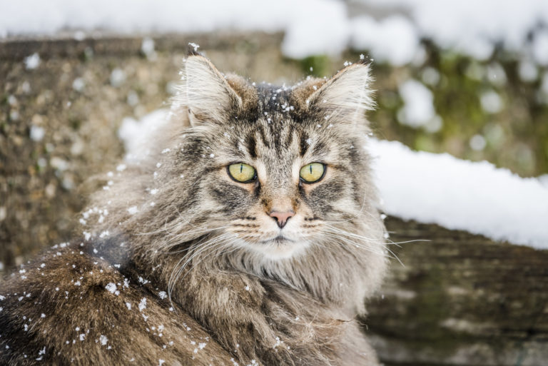 chat-norv-gien-zoom-sur-le-chat-des-for-ts-norv-giennes-magazine