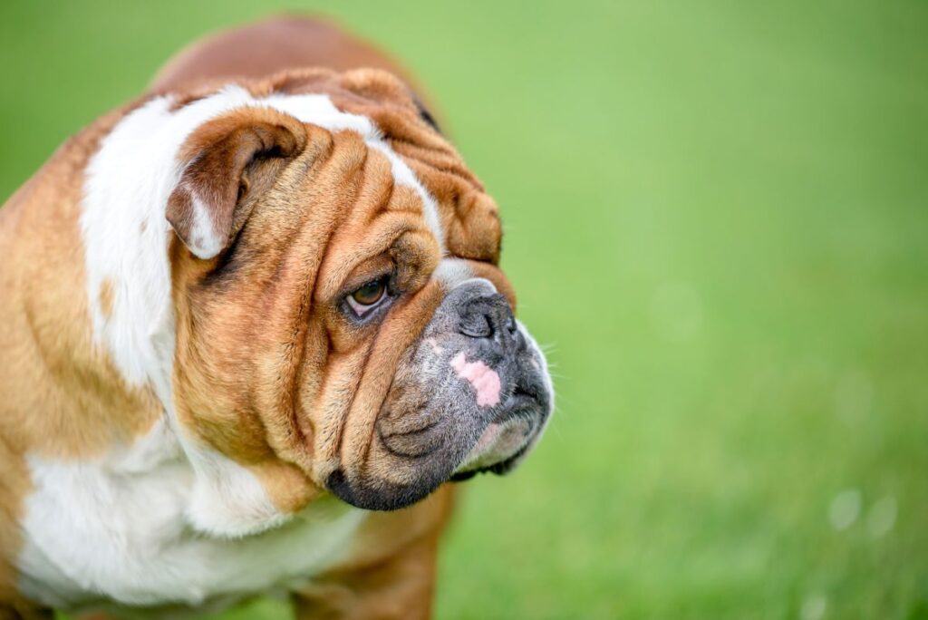 Bulldog Anglais : prix, caractère et caractéristiques - Tipaw