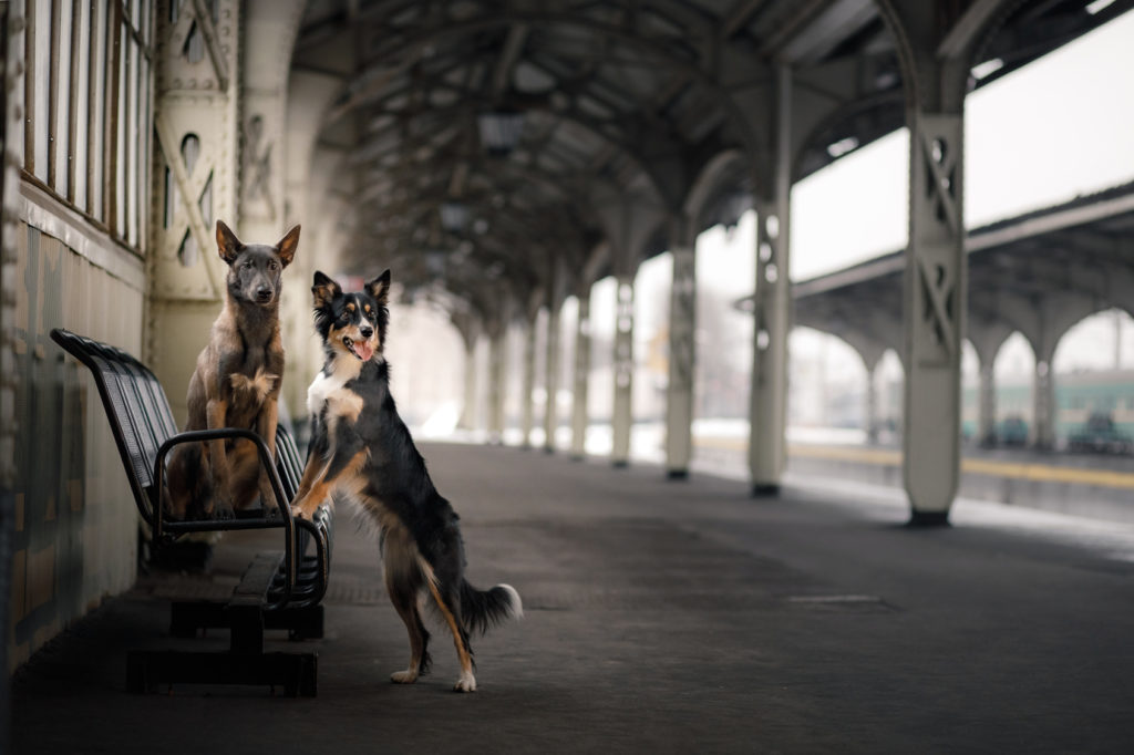 voyager en train avec un chien