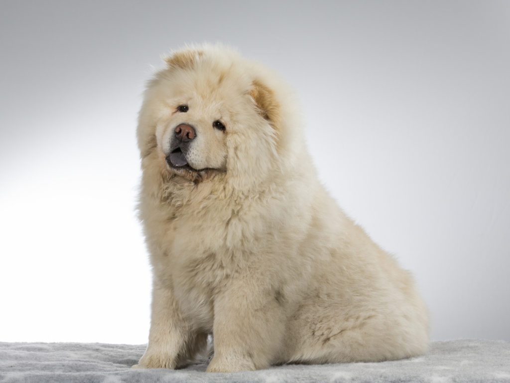 Chow-Chow blanc Chow-Chow blanc