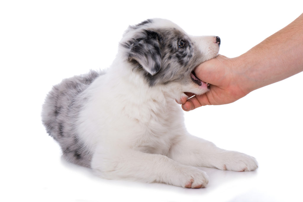 Chiot Qui Mordille Comment Agir Conseils Et Astuces