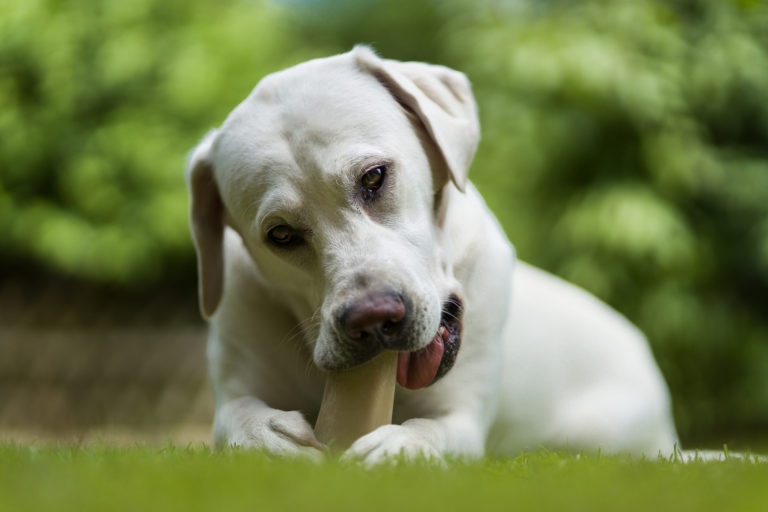 Chiot qui mordille : comment agir ? - Conseils et astuces Chiot qui mordille : comment agir ? - Conseils et astuces