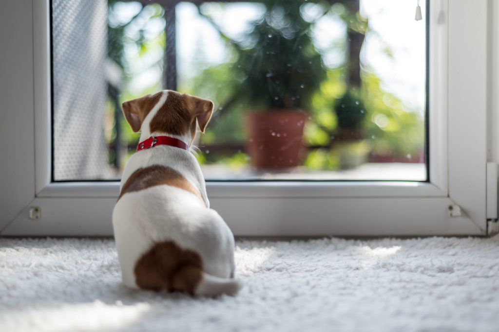 apprendre à son chiot à rester seul