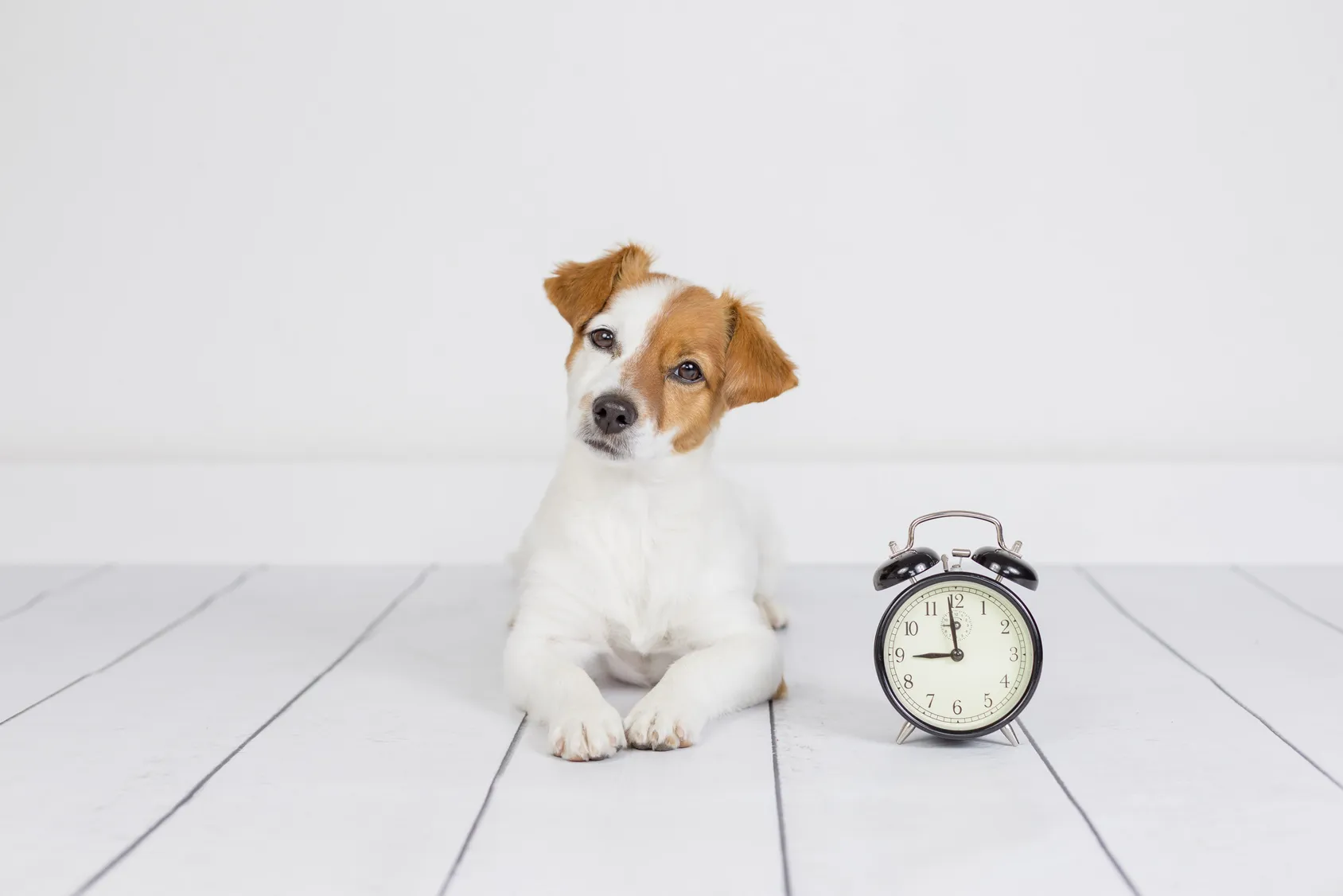 chiot seul à la maison