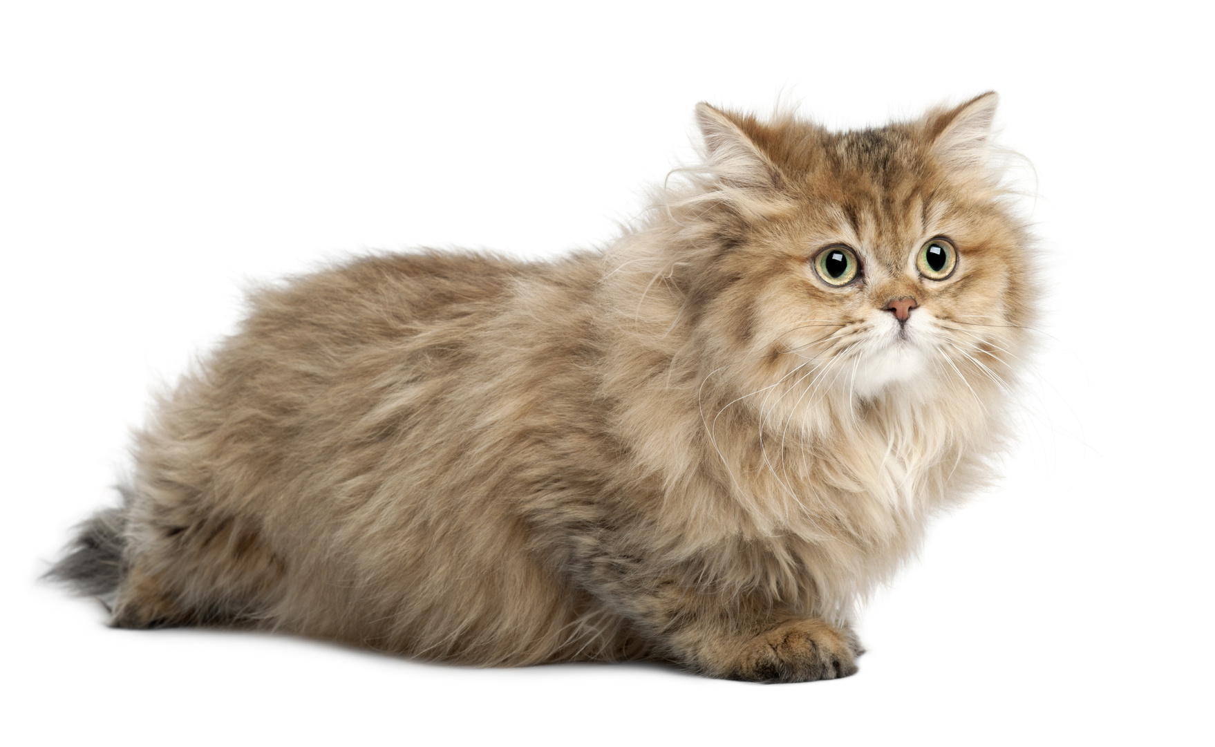 British Longhair British Longhair