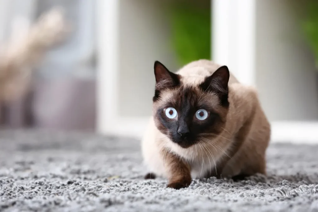 Jeune chat Tha&iuml; &agrave; l'air intrigu&eacute;