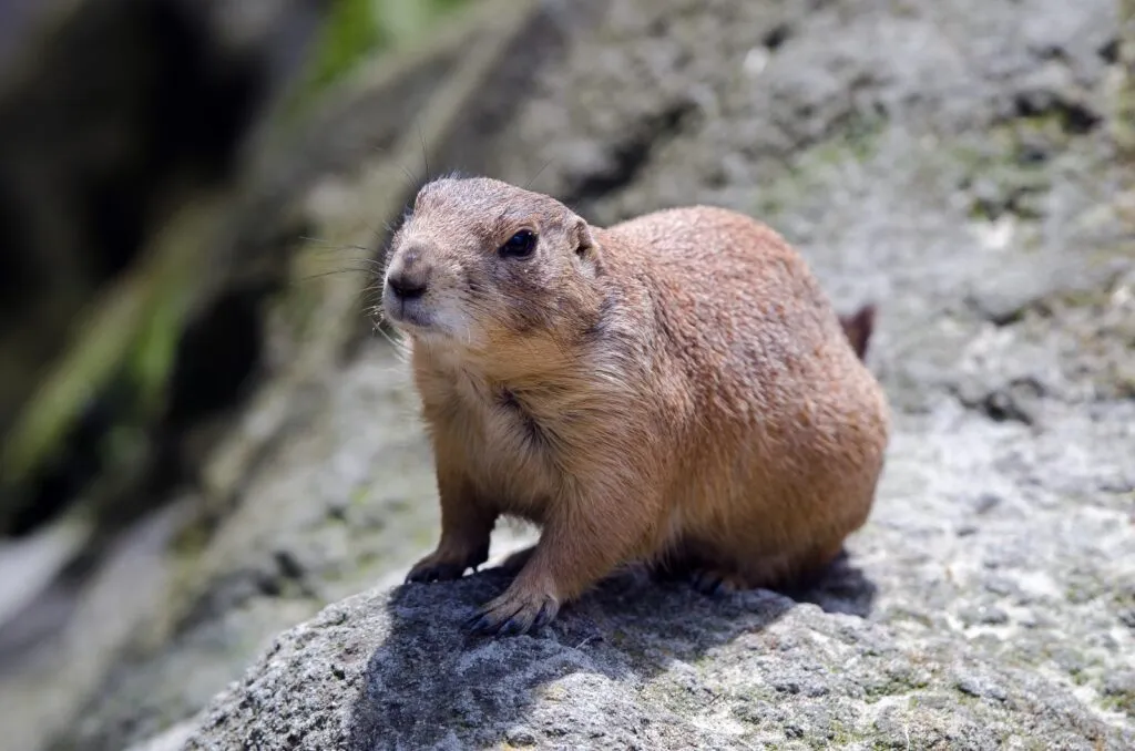 Un chien de prairie dans son habitat naturel