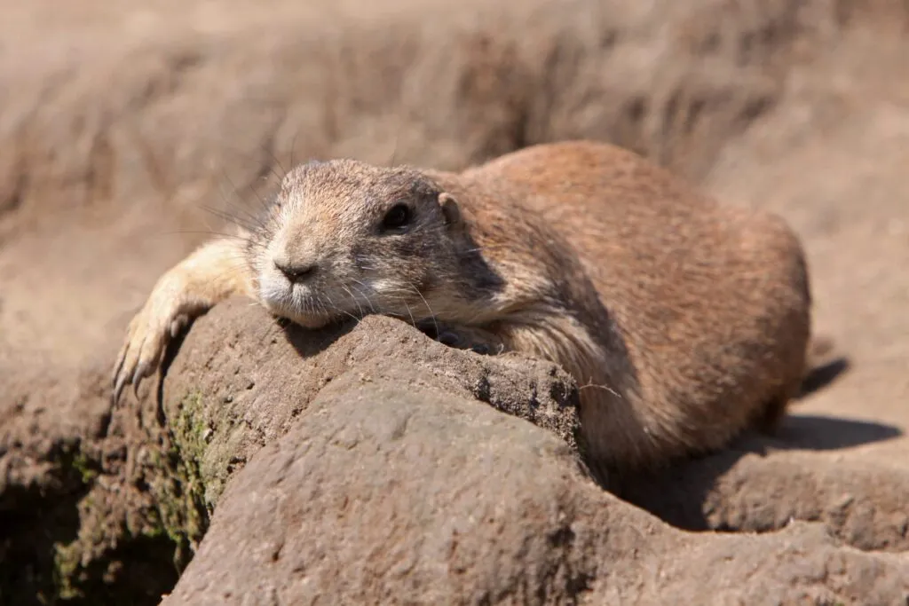 Un chien de prairie bronze sur des rochers