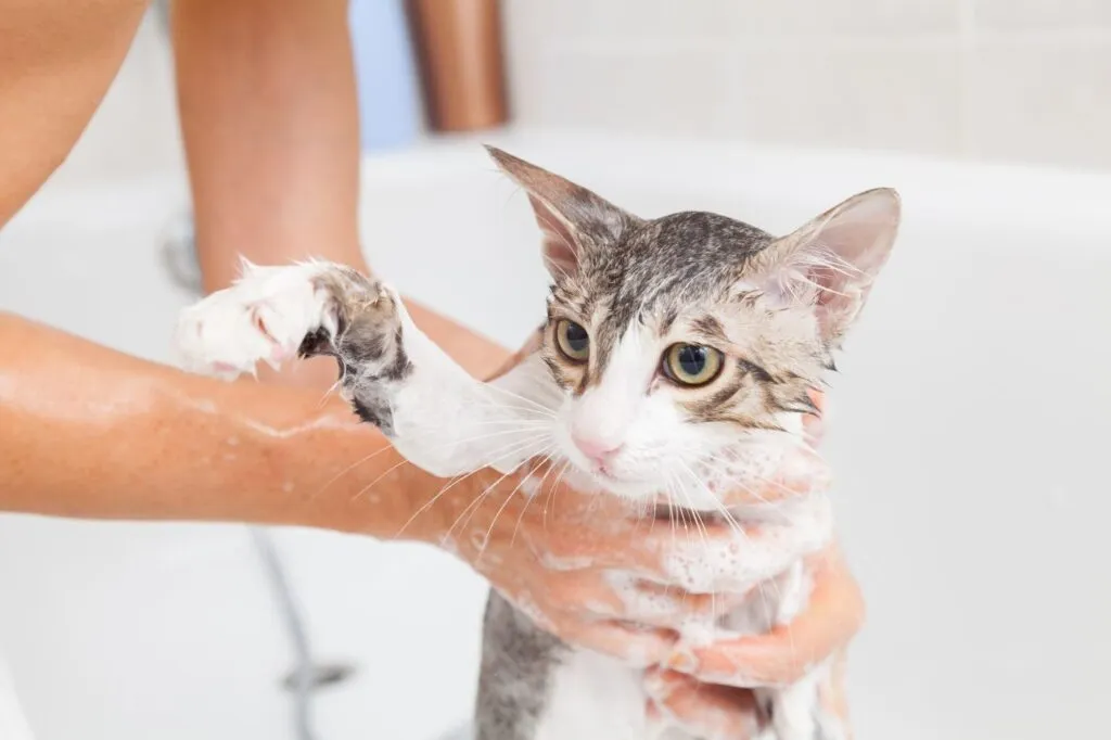 bain et chat laver son chat