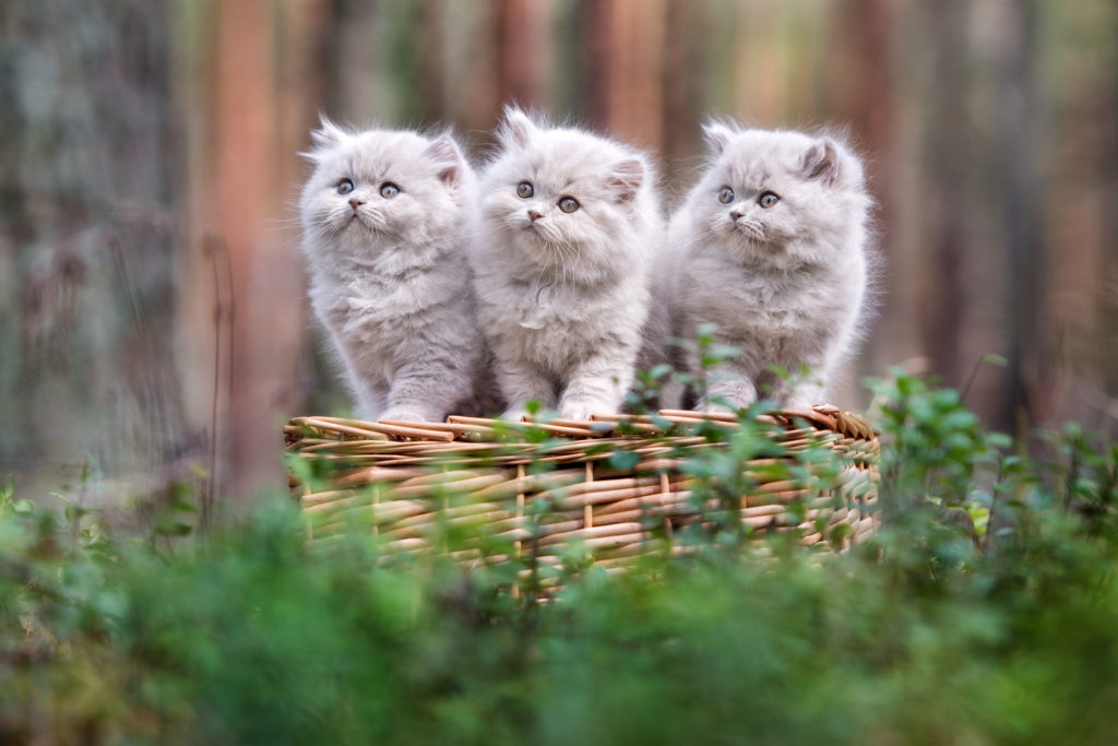 chatons British Longhair