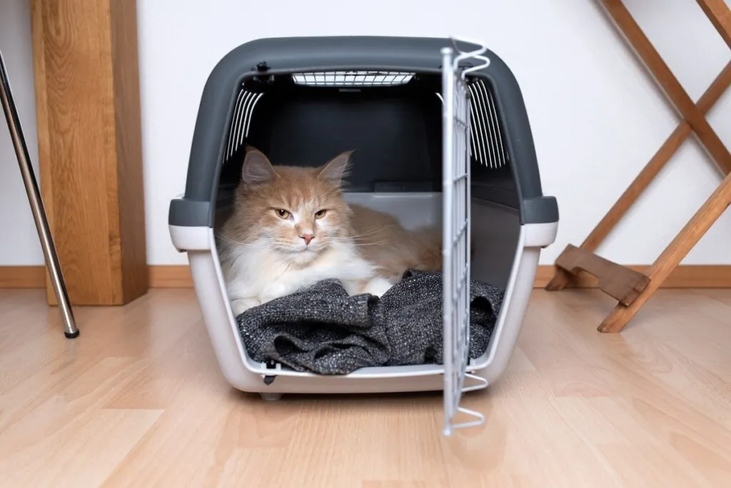 caisse de transport chat caisse transport et chat