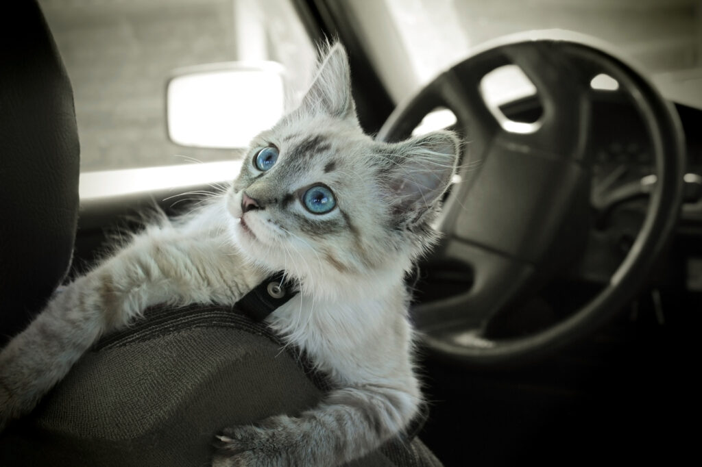 chat dans voiture chat dans une voiture