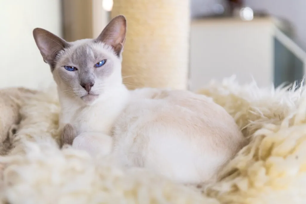 chat thai blanc