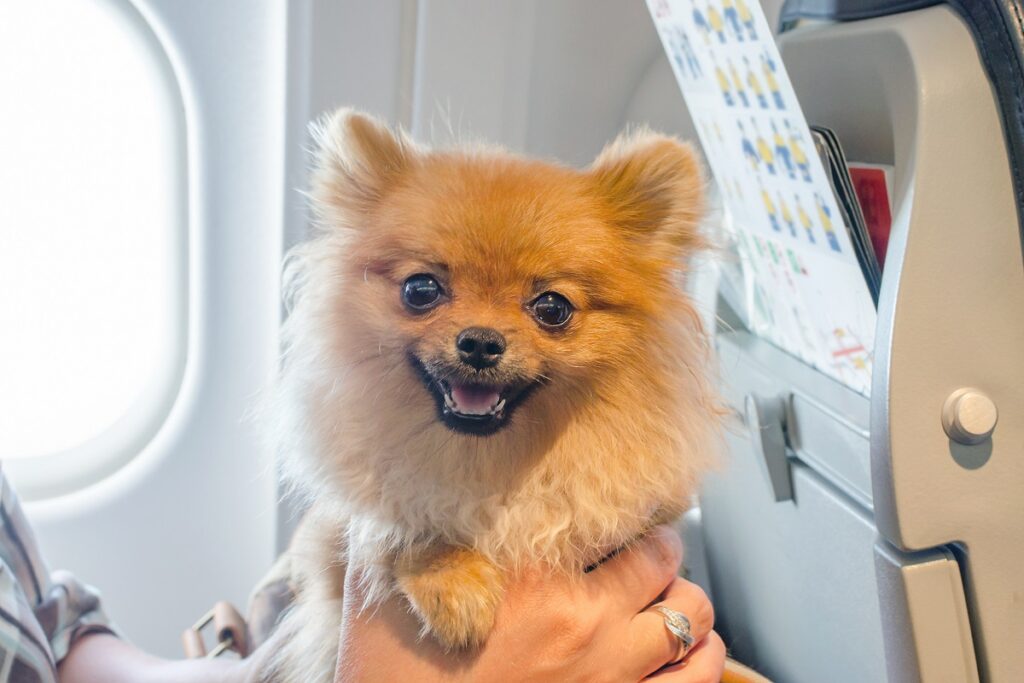 chien en avion
