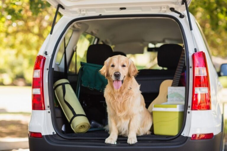 voyage voiture chien