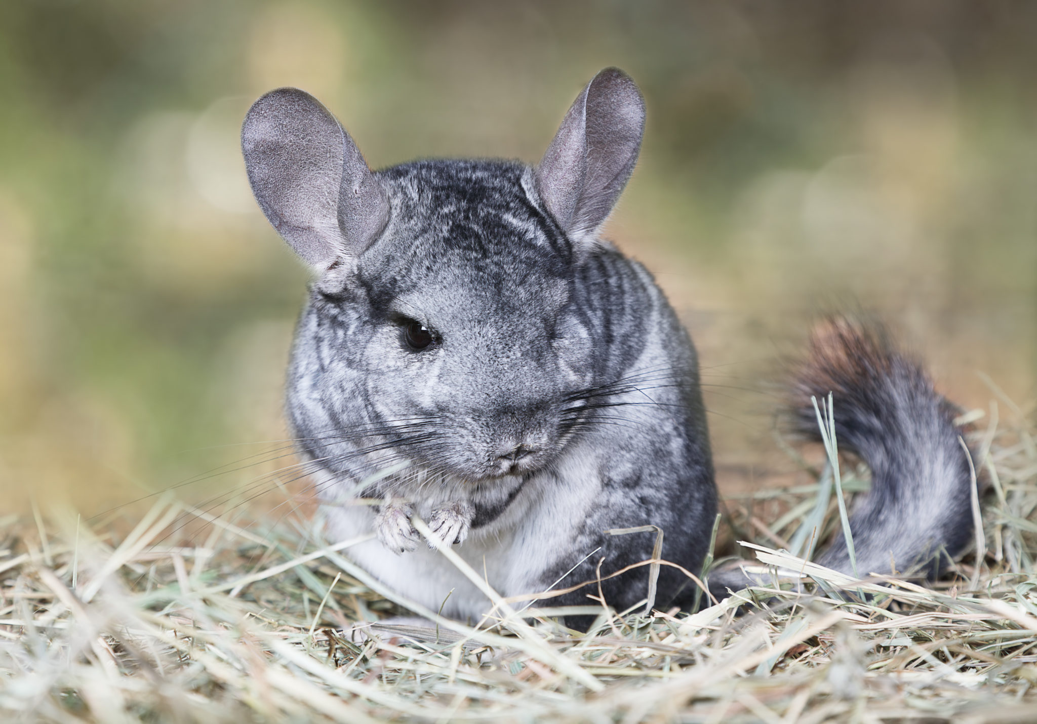 Chinchilla domestique origine, alimentation, santé, adoption zooplus