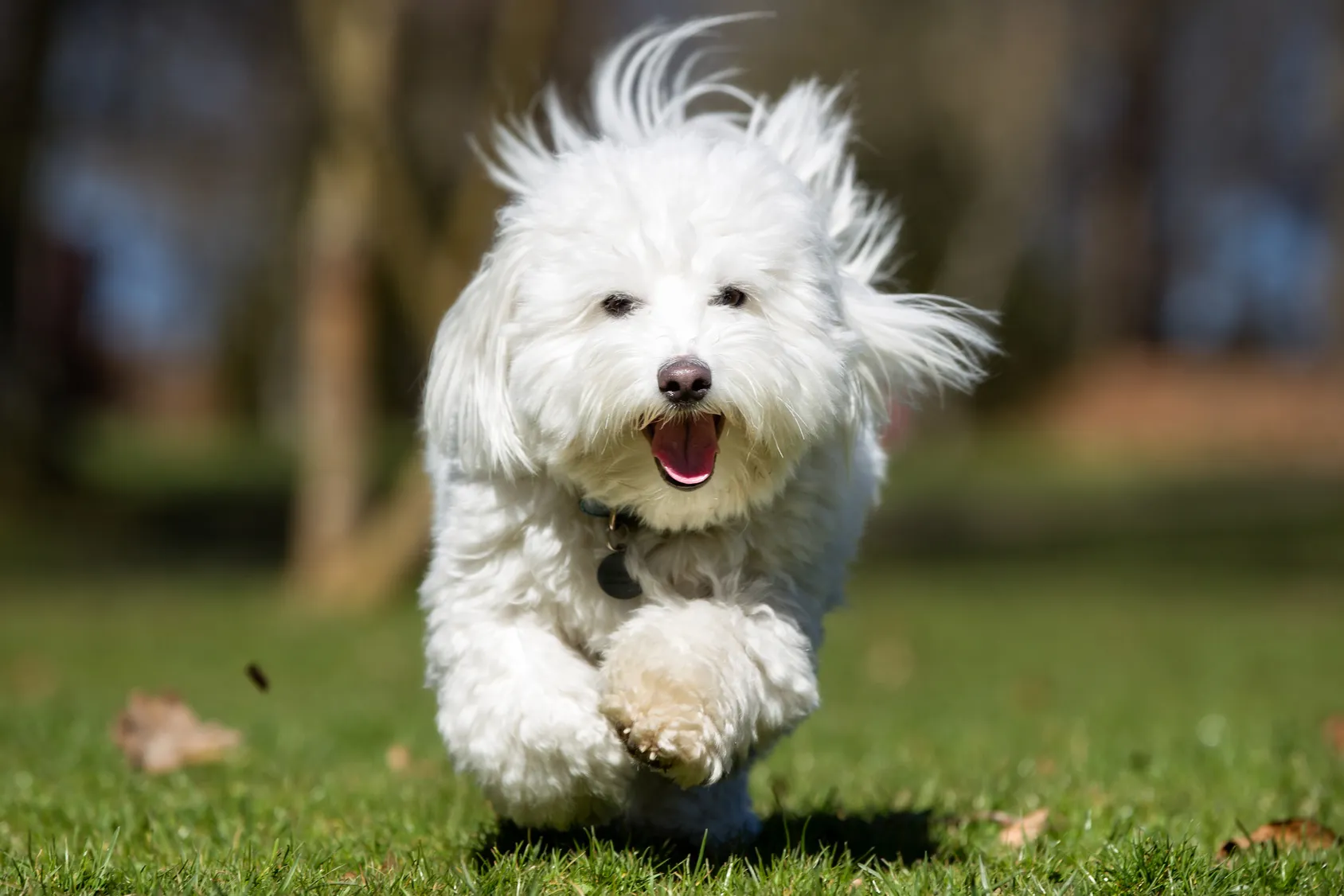coton de tulear gl&uuml;cklich