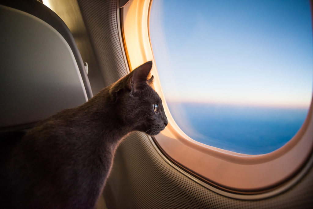 chat en avion
