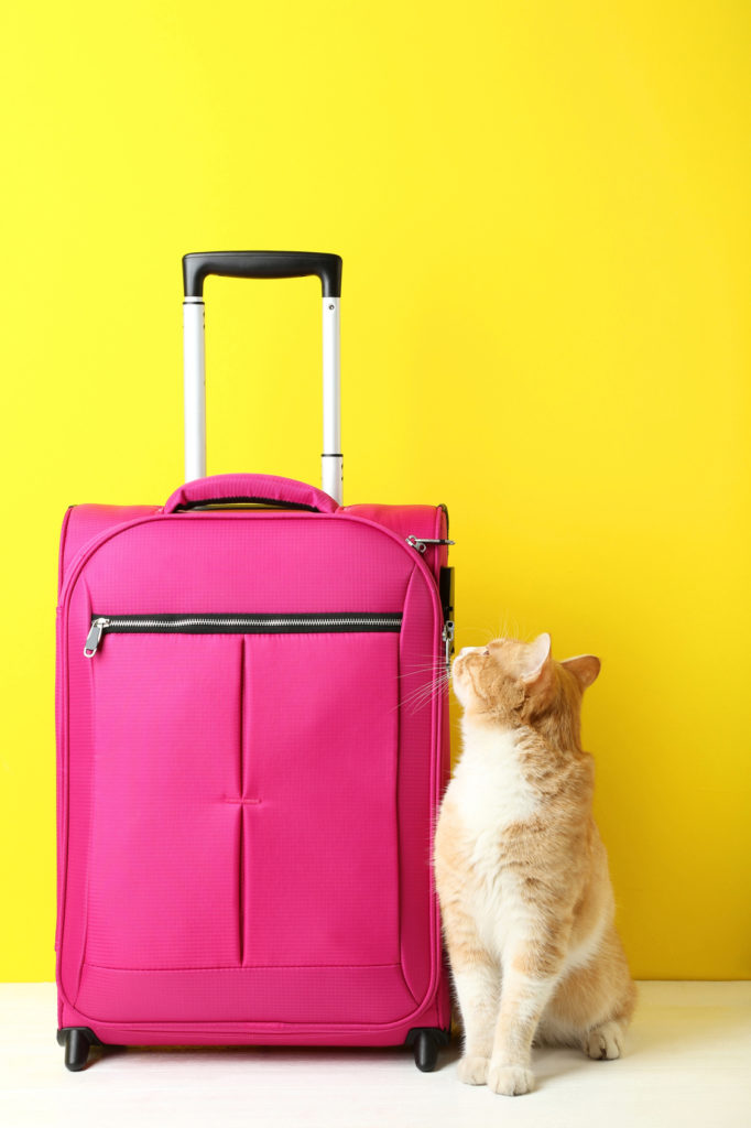 Voyager Avec Son Chat En Avion Conseils Et Astuces Magazine Zooplus Voyager Avec Son Chat En Avion Conseils Et Astuces Magazine Zooplus