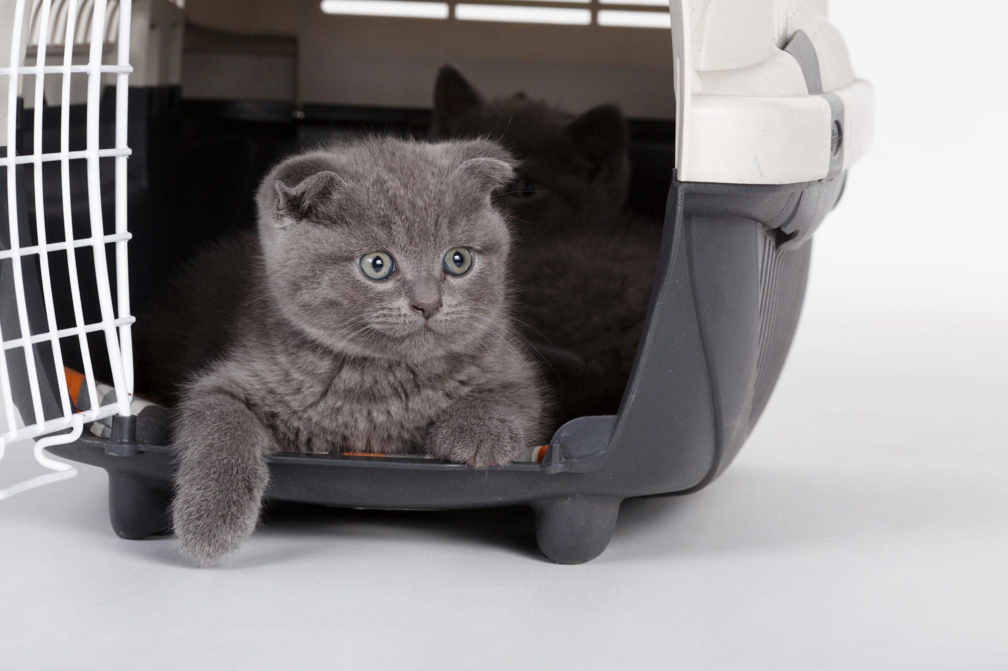 Voyager Avec Son Chat En Avion Conseils Et Astuces Magazine Zooplus