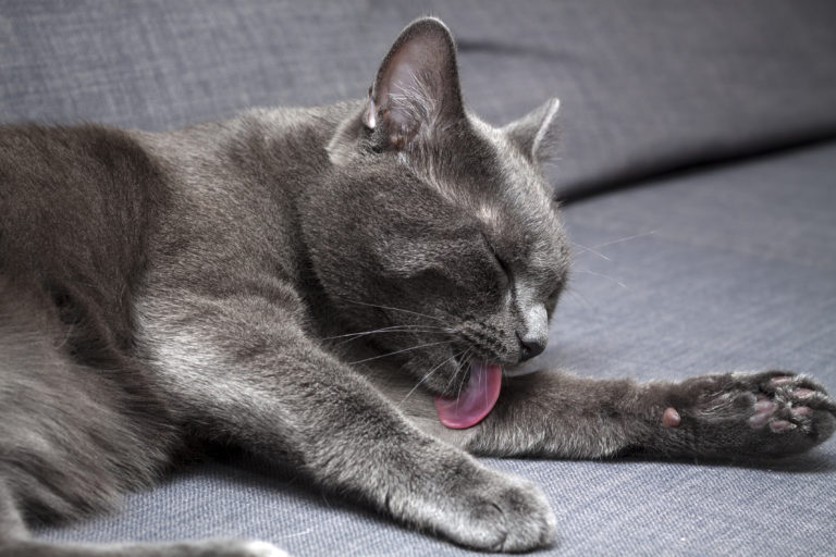 Laver Un Chat Donner Un Bain A Son Chat Est Ce Necessaire Magazine Zooplus Laver Un Chat Donner Un Bain A Son Chat Est Ce Necessaire Magazine Zooplus