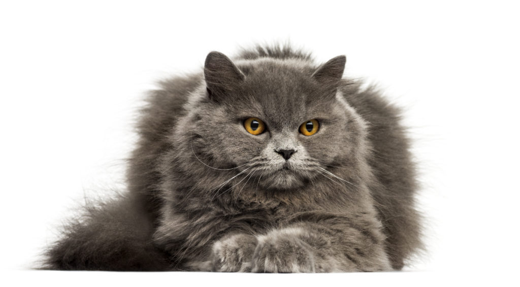 British Longhair Origine Caractere Sante Elevage Magazine Zooplus British Longhair Origine Caractere Sante Elevage Magazine Zooplus