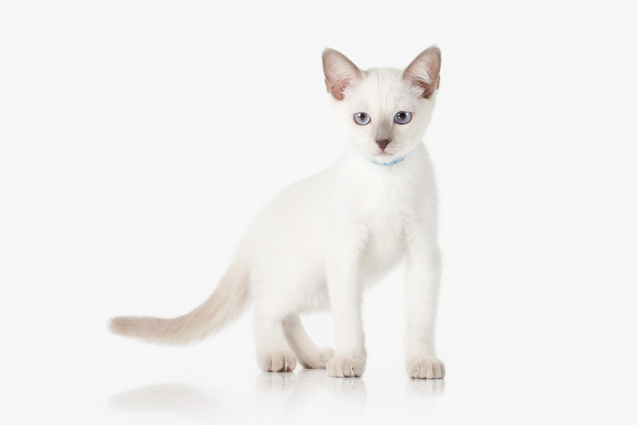 Chat Thai Histoire Caractere Sante Adoption Magazine Zooplus Chat Thai Histoire Caractere Sante Adoption Magazine Zooplus