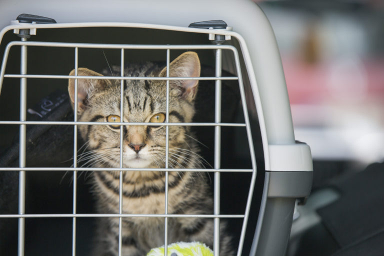 Voyager avec son chat en voiture