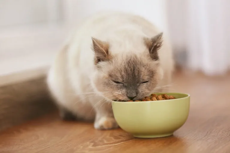 alimentation du chat d’intérieur alimentation du chat d'intérieur