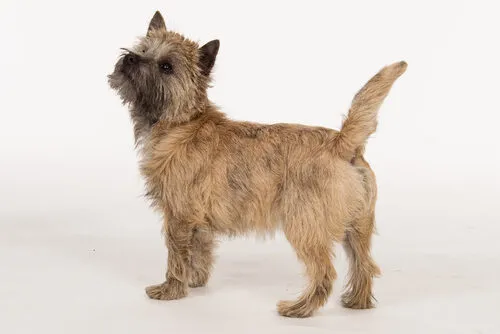 cairn terrier vu de profil