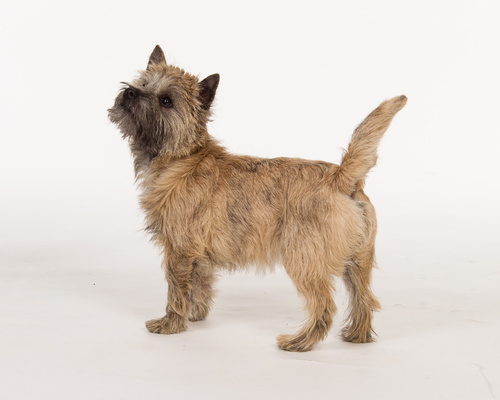 cairn terrier vu de profil