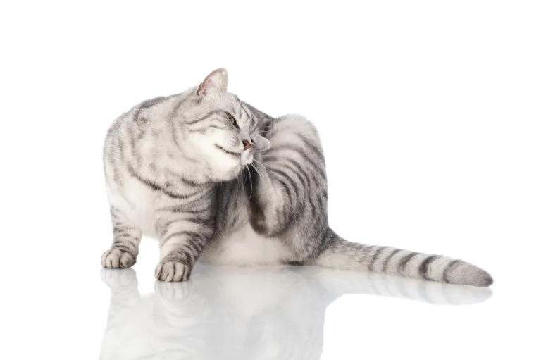 maladies de la peau chez le chat maladies de la peau chez le chat