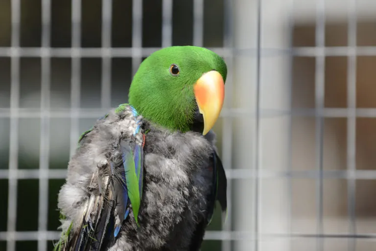 la mue des oiseaux