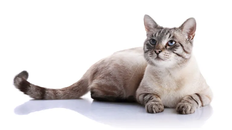contraception pour chat contraception pour chat