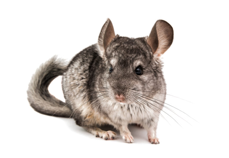 chinchilla