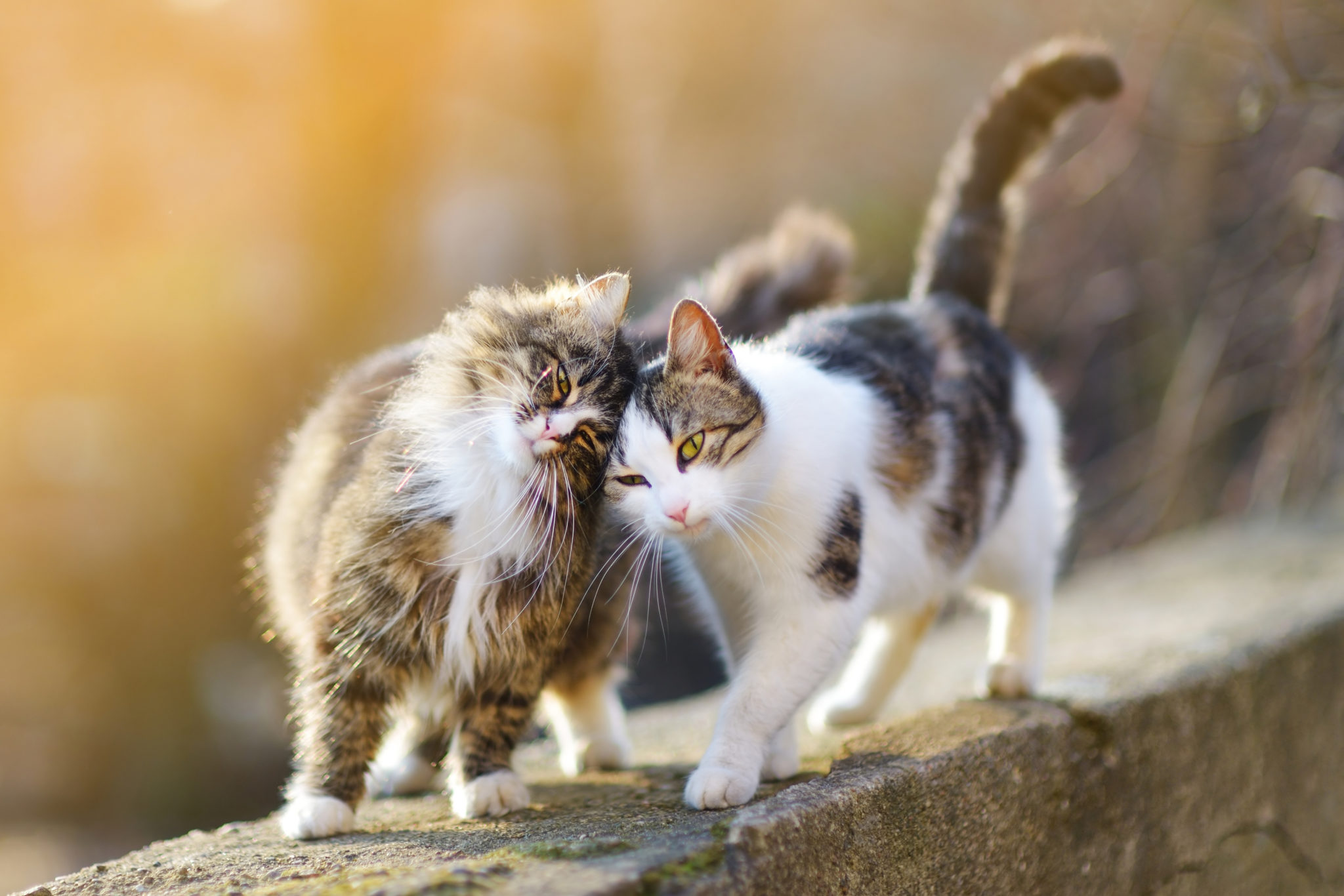 La cohabitation entre chats