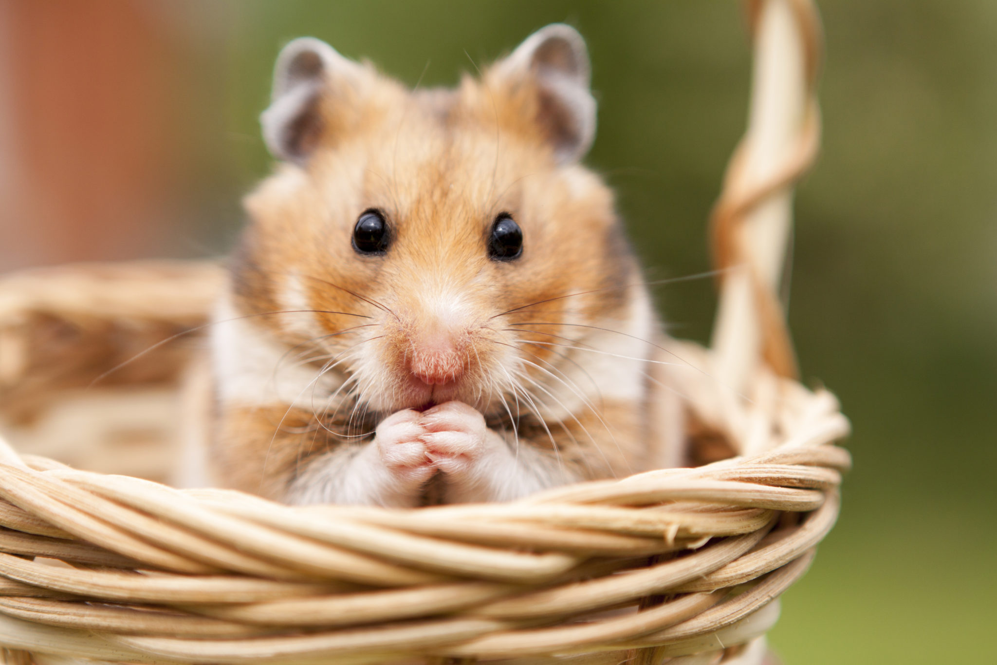 Cris du hamster : savoir les interpréter - Magazine zooplus