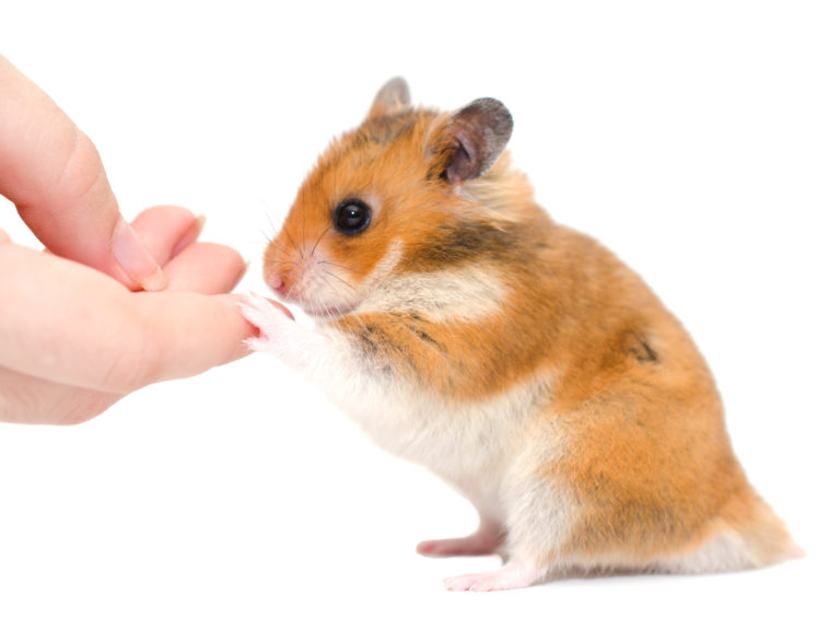 Alimentation du Hamster