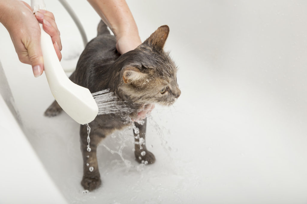 laver un chat