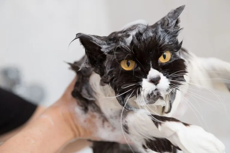 bain et chat chat et bain