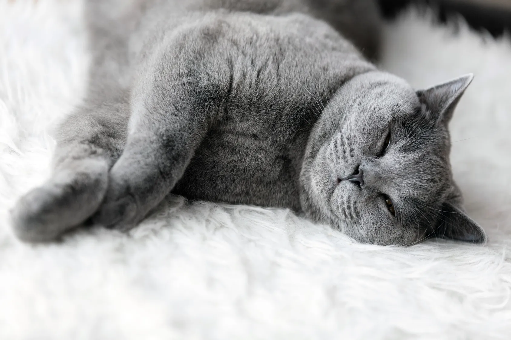 contraception pour chat contraception pour chat