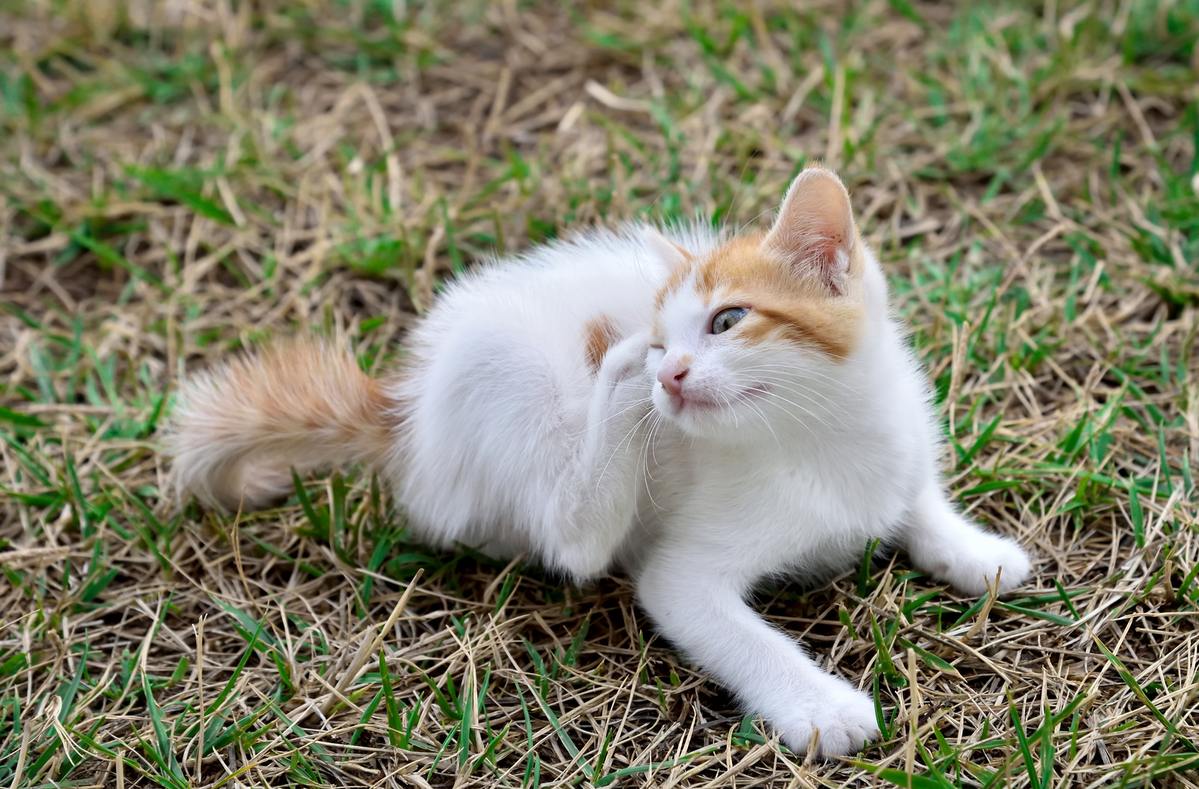 Maladies de la peau chez le chat comment les soigner ? Magazine zooplus