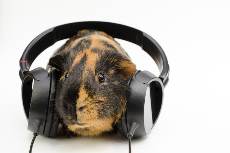 Cris Du Cochon D Inde Savoir Les Interpreter Magazine Zooplus